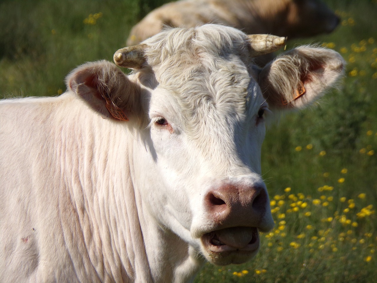 cow  normande cow  pasture free photo