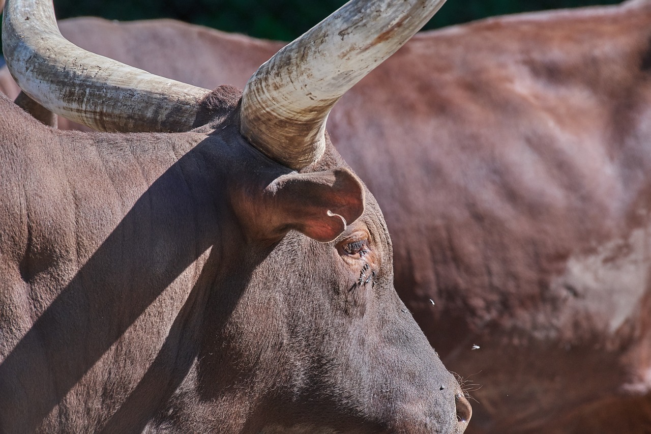 cow  horns  beef free photo