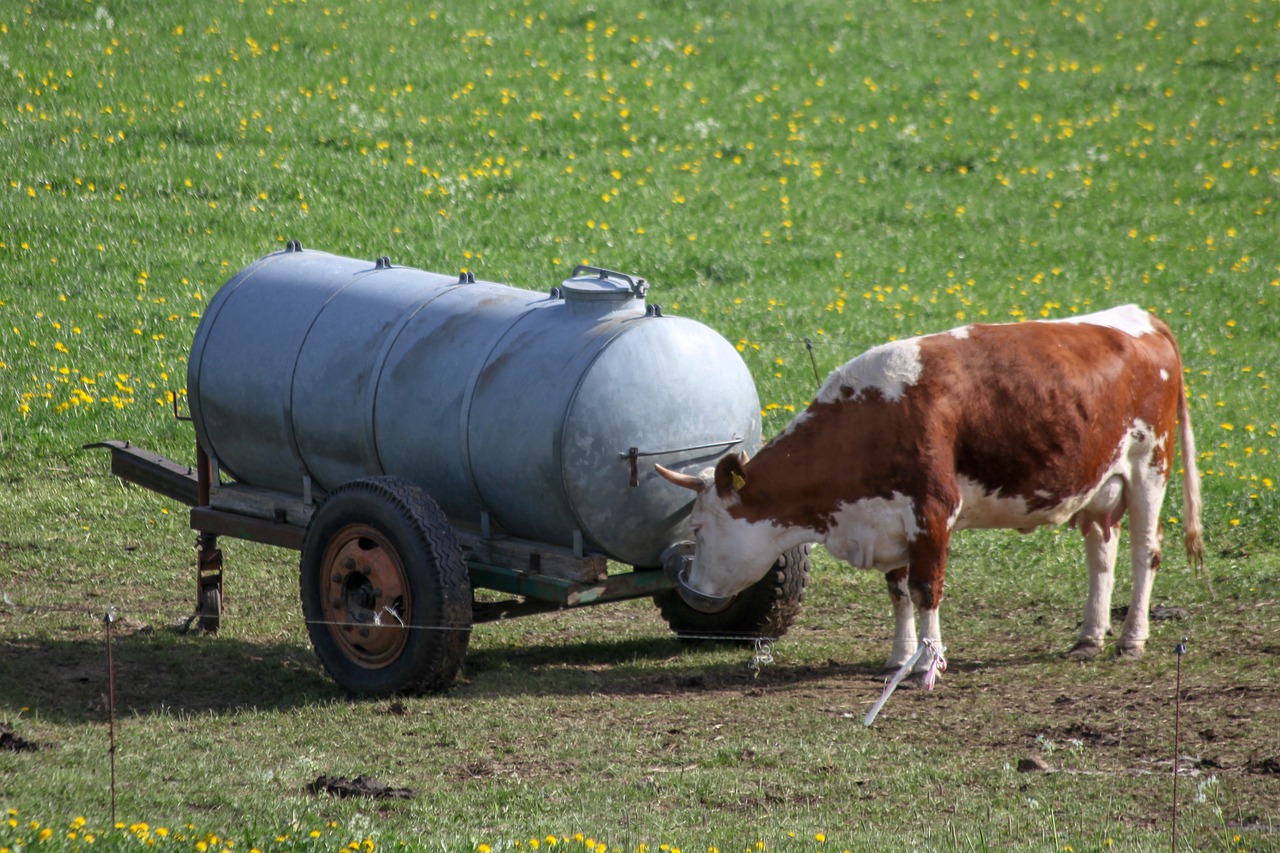 cow  water  coupling free photo