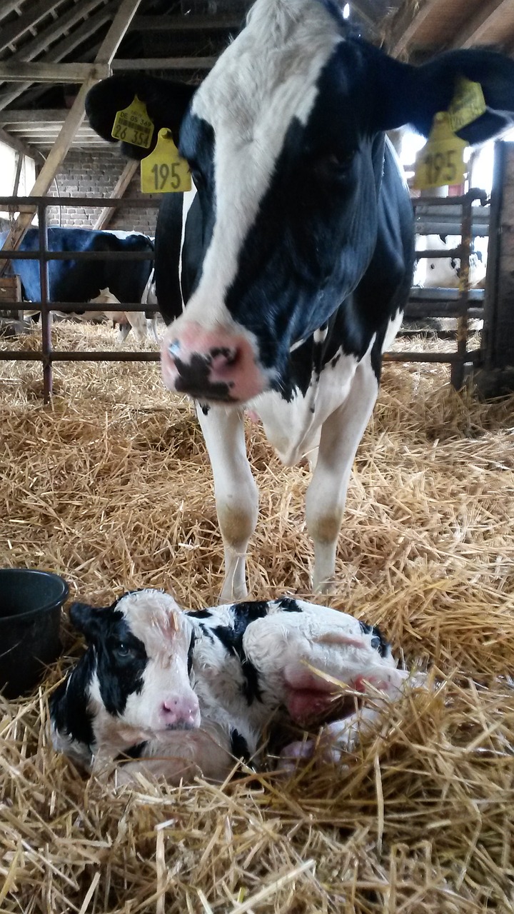 cow calf birth free photo