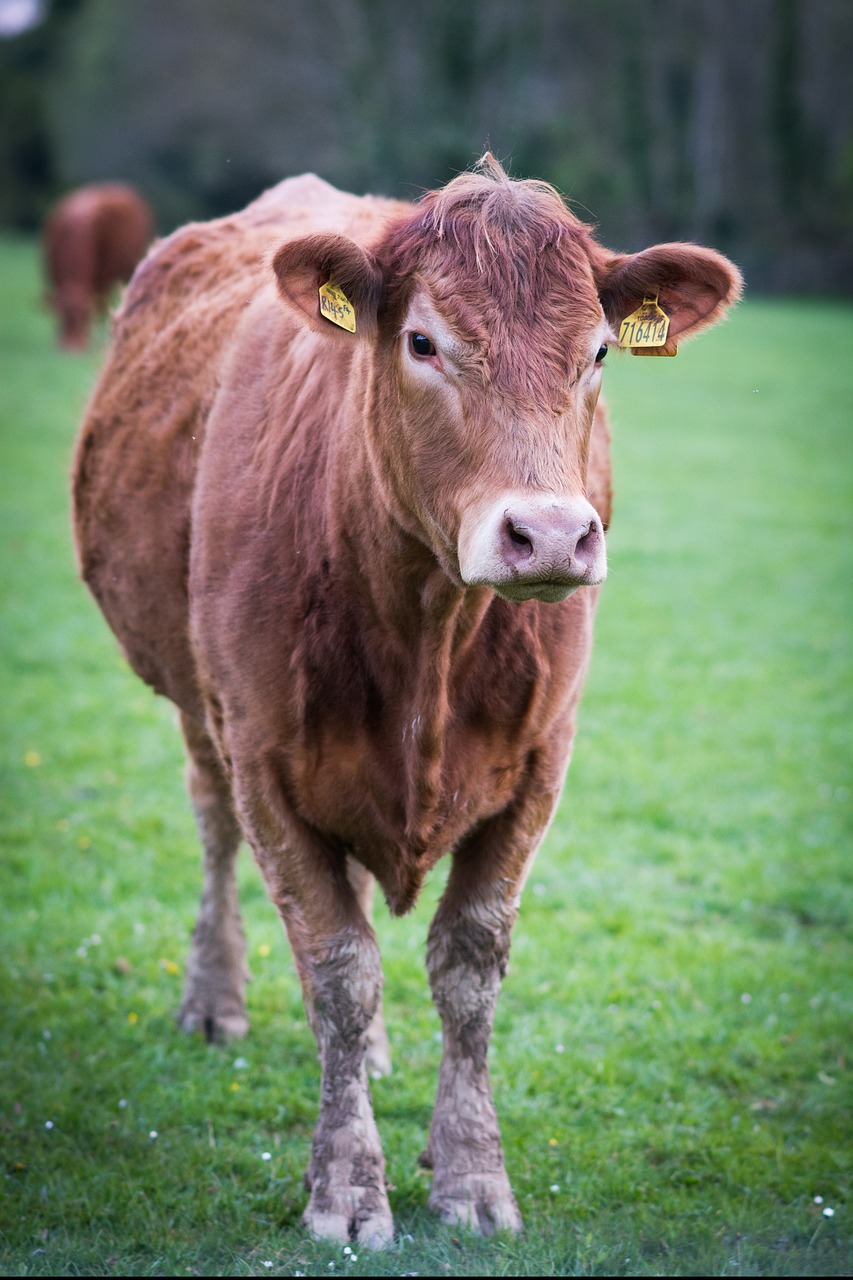 cow  animal  farm free photo