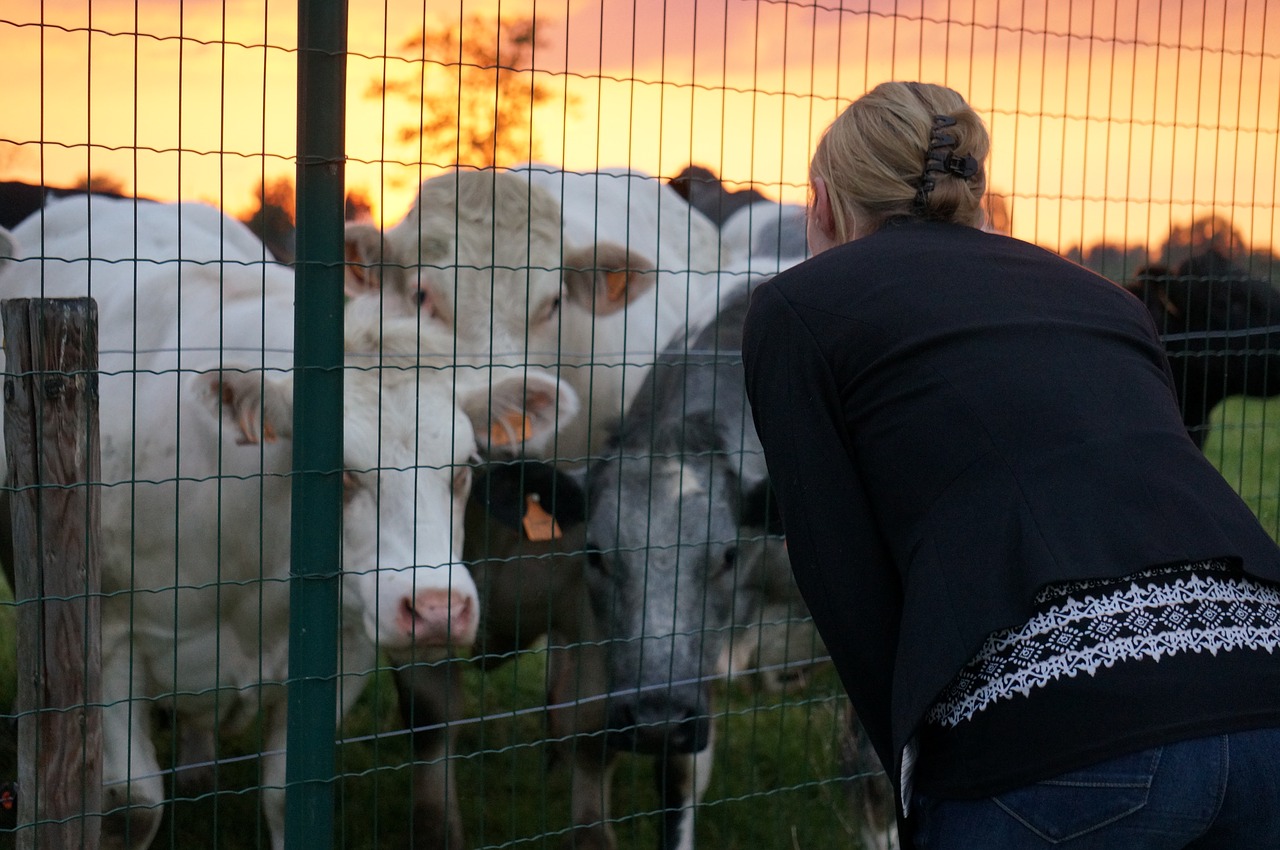 cow  cows  talk to the cow free photo