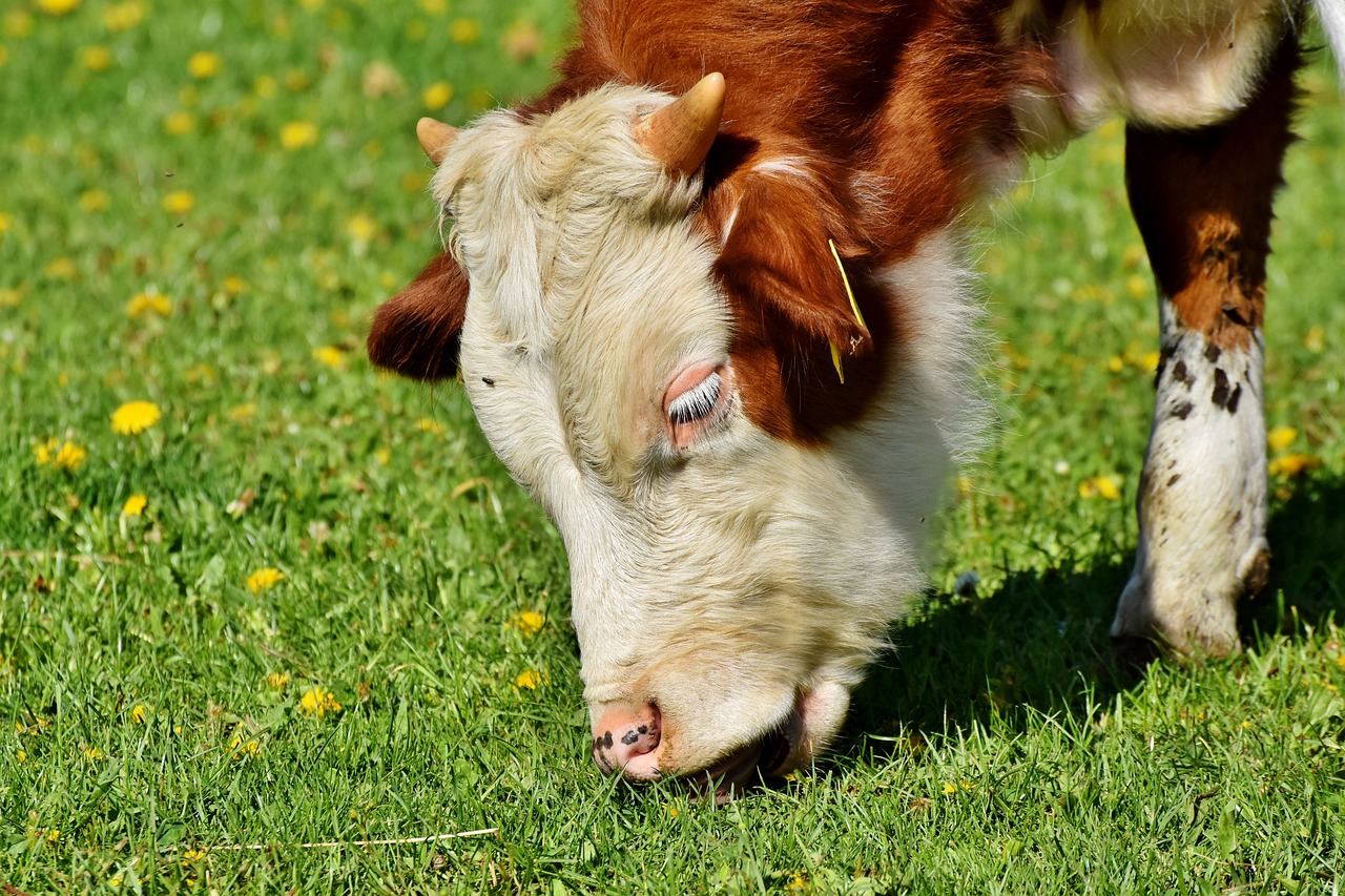 cow  beef  pasture free photo