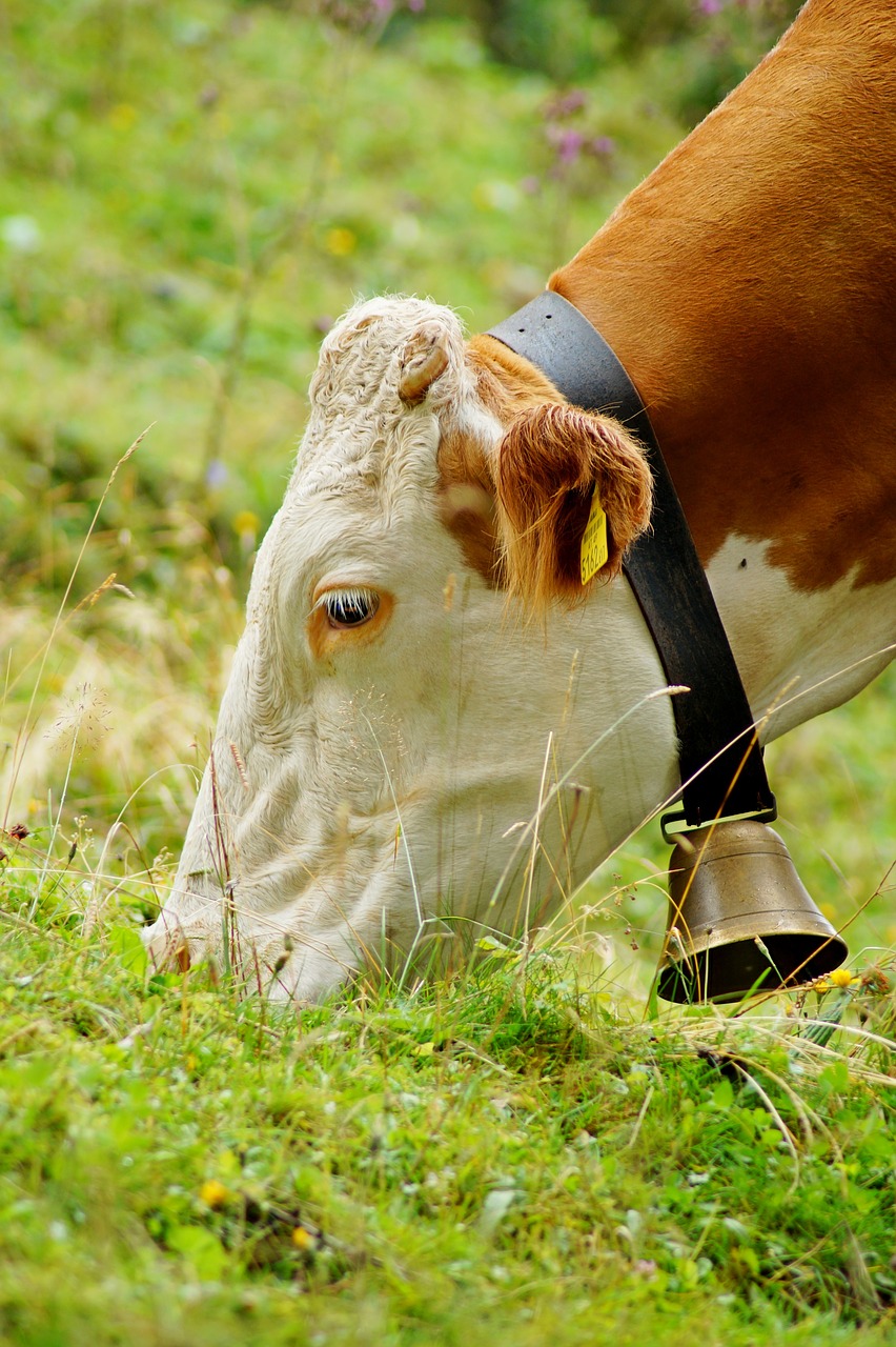 cow  bell  animal free photo