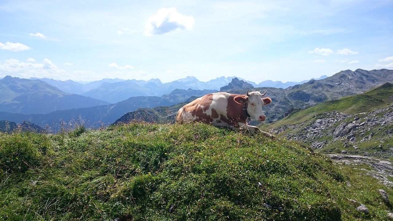 cow  mountains  nature free photo