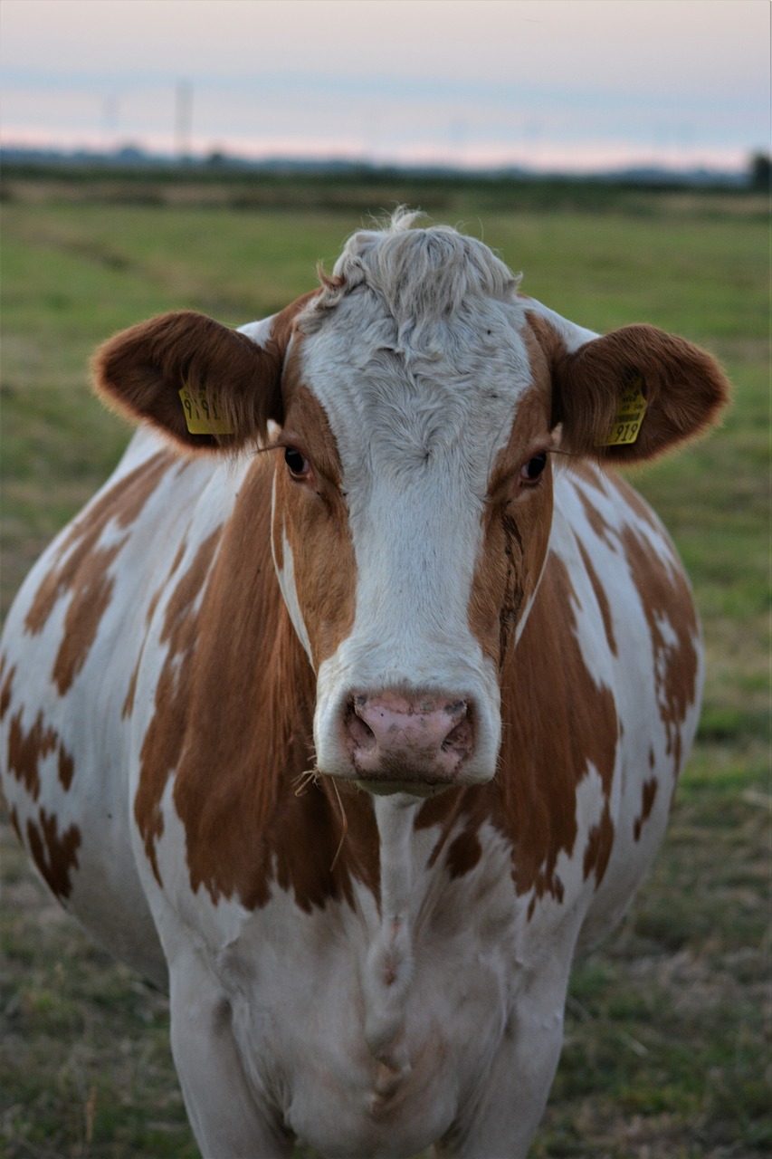 cow  close up  animal free photo