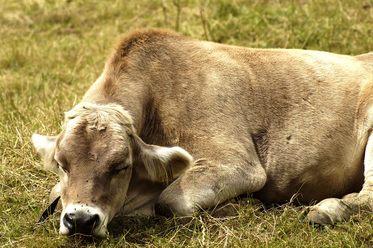 cow  sleeping  meadow free photo