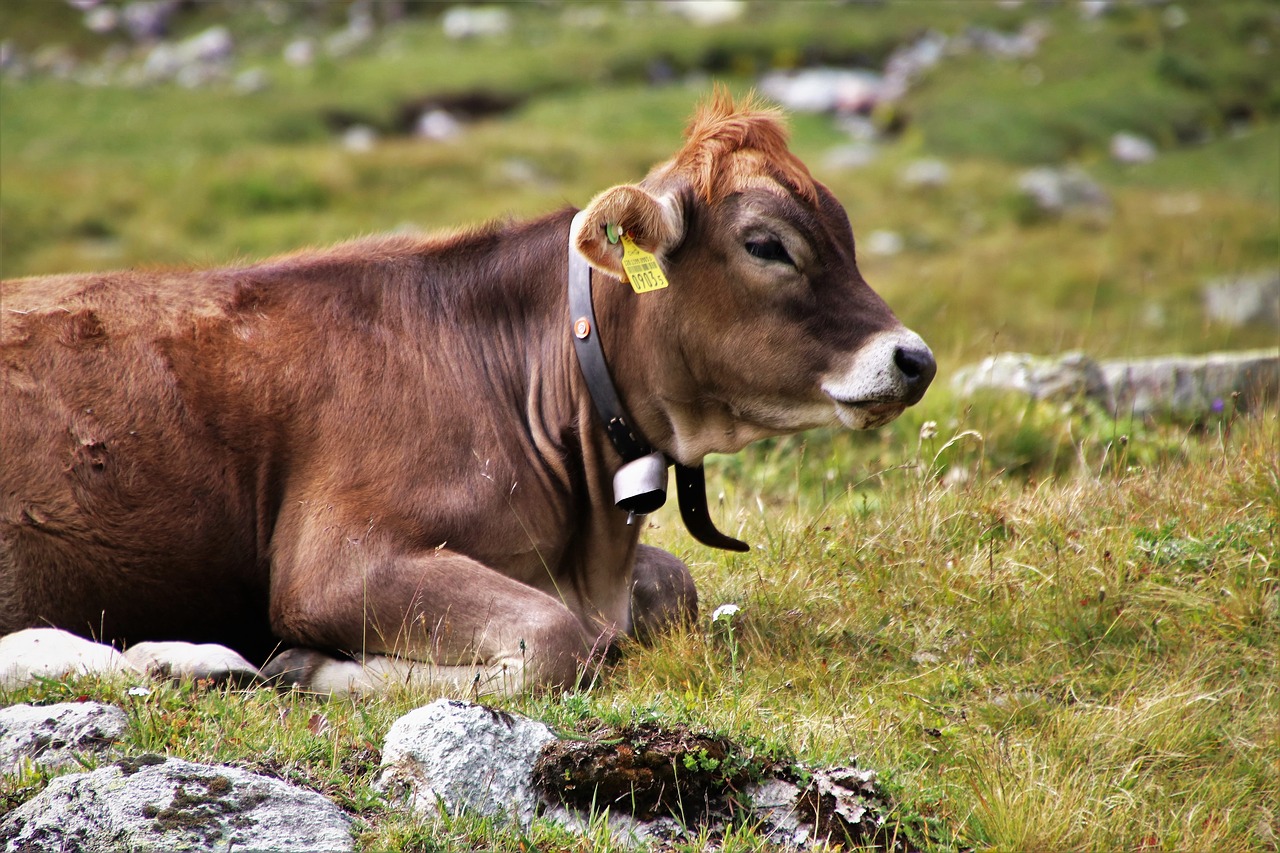 cow  cattle  animals free photo
