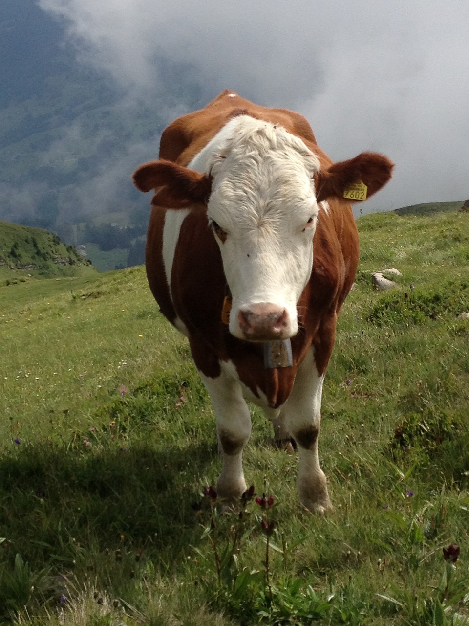 cow  animal  livestock free photo