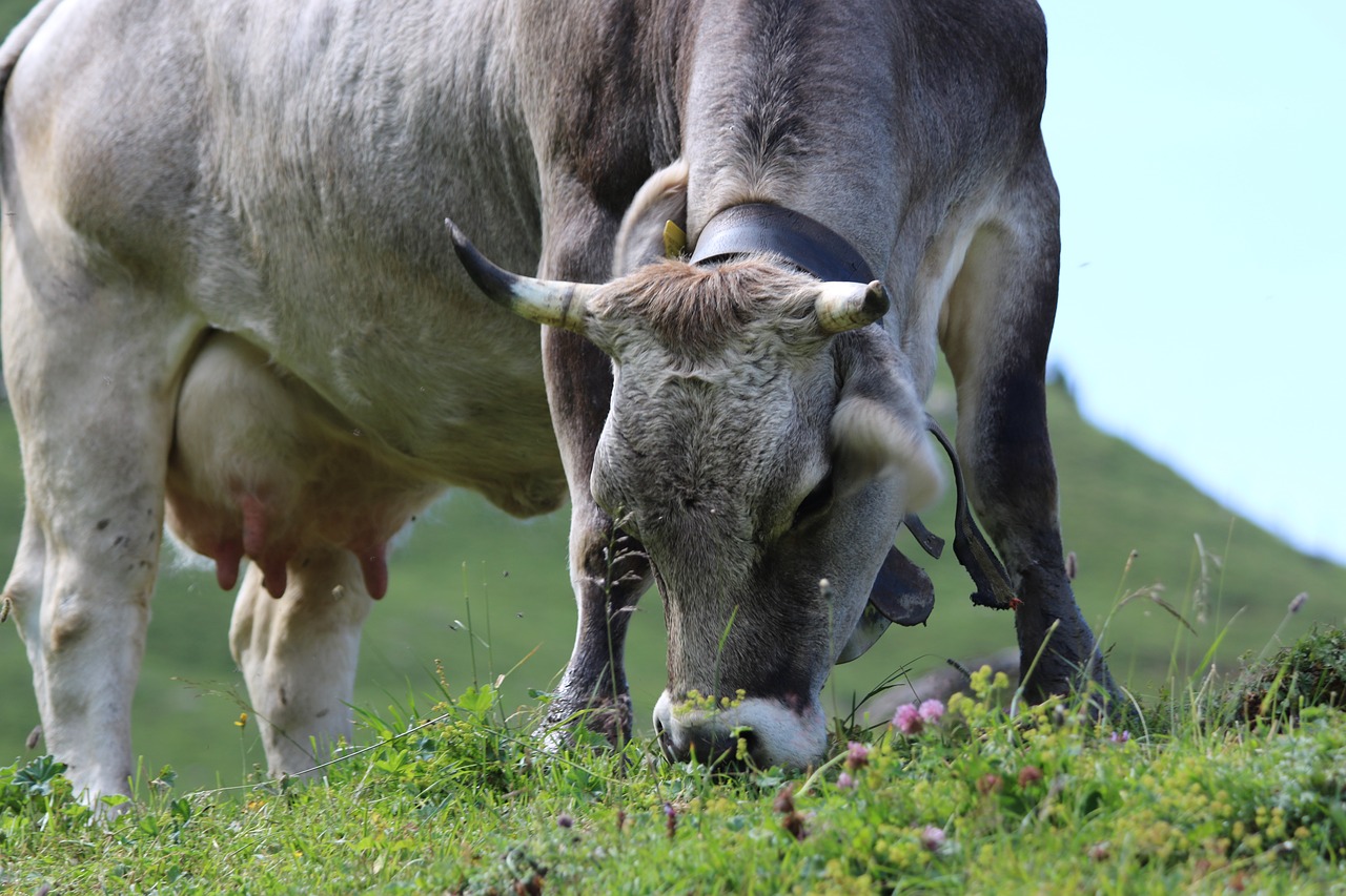 cow  alp  pasture free photo