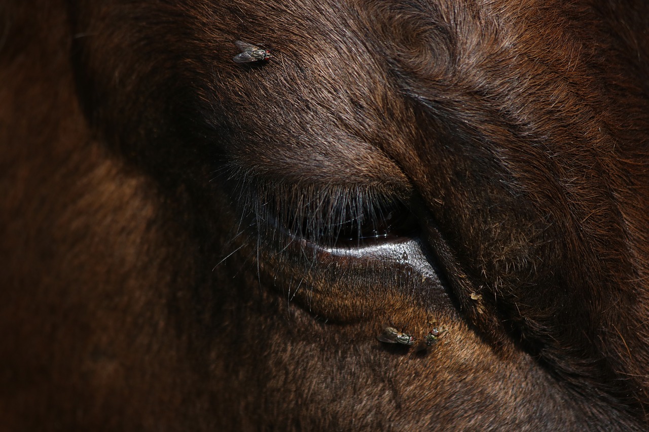 Глаза коровы фото крупным планом