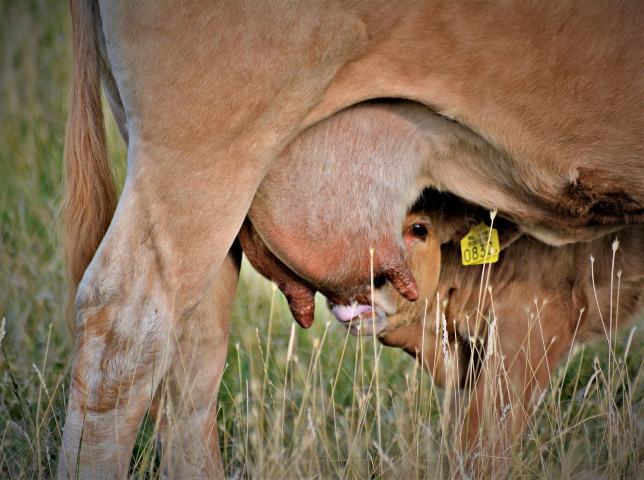 cow  calf  drinking free photo