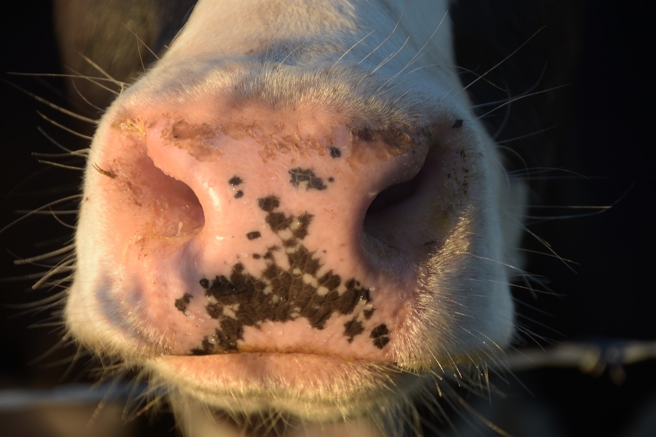 cow  nose  nostrils free photo
