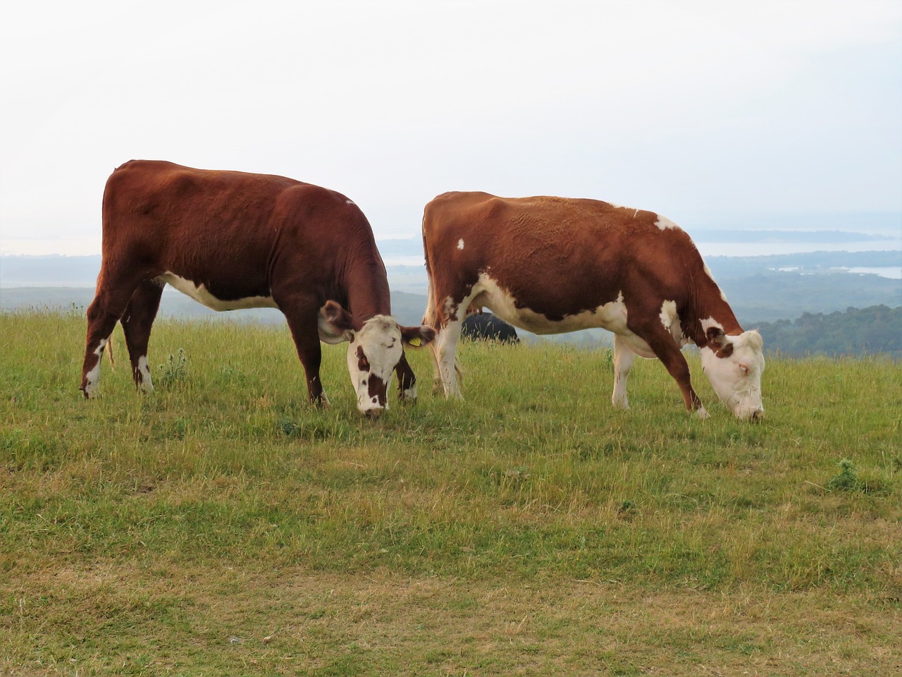 cow  cattle  brown free photo