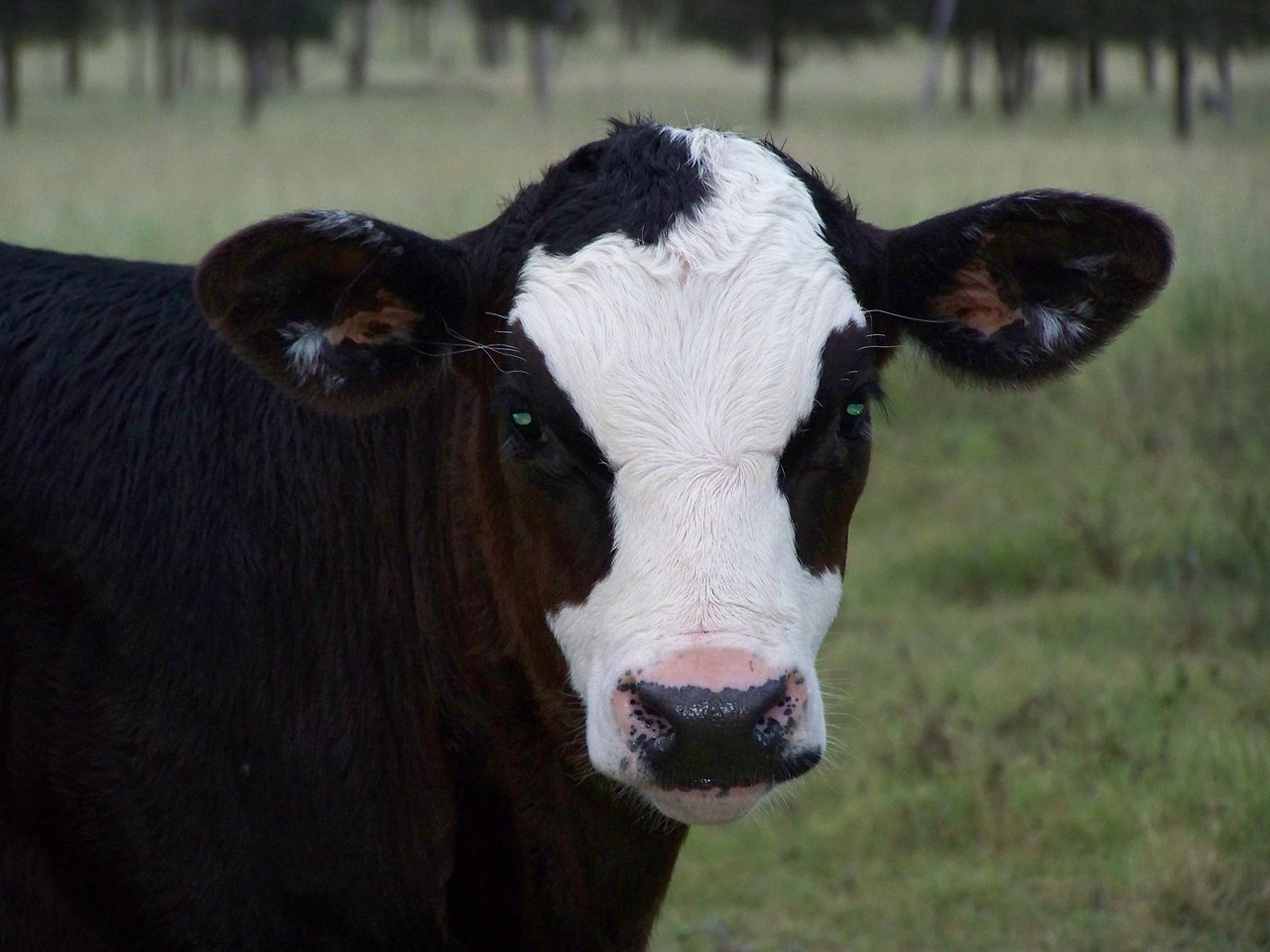 cow  calf  black and white free photo