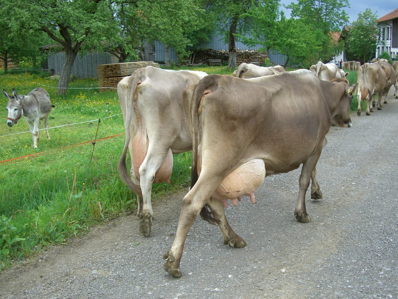 cow dairy cows udder free photo
