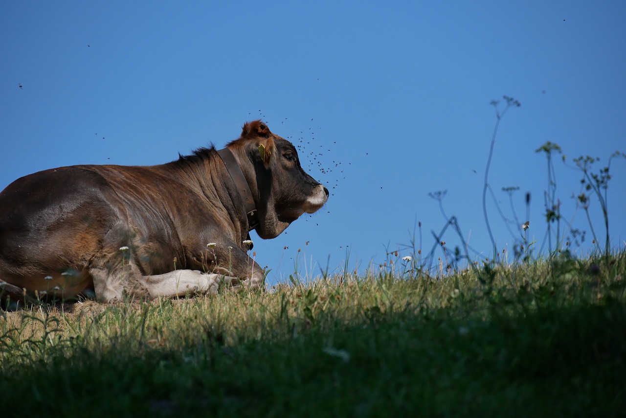 cow  flying  animal free photo