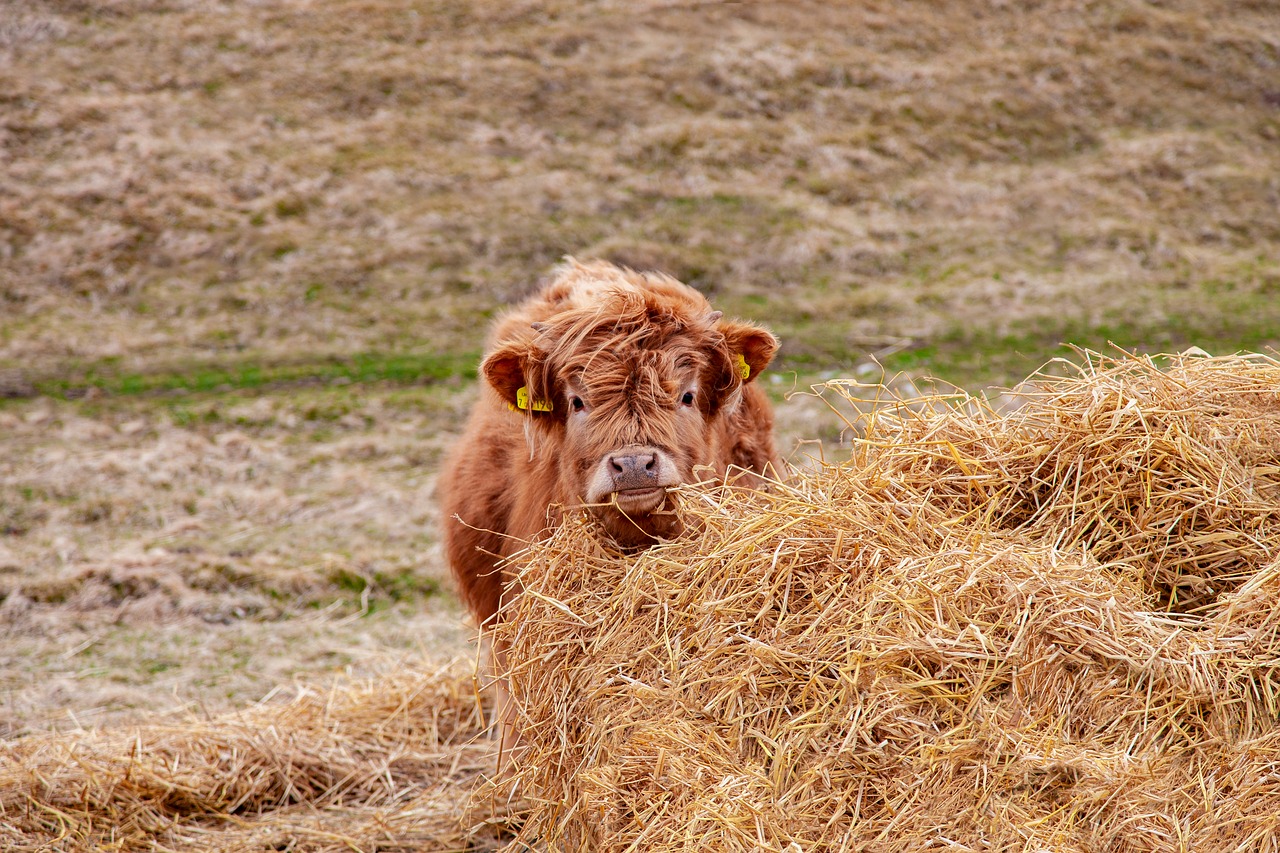 cow  calf  highland free photo