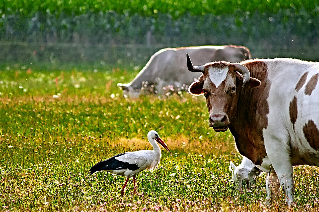 cow  stork  meadow free photo