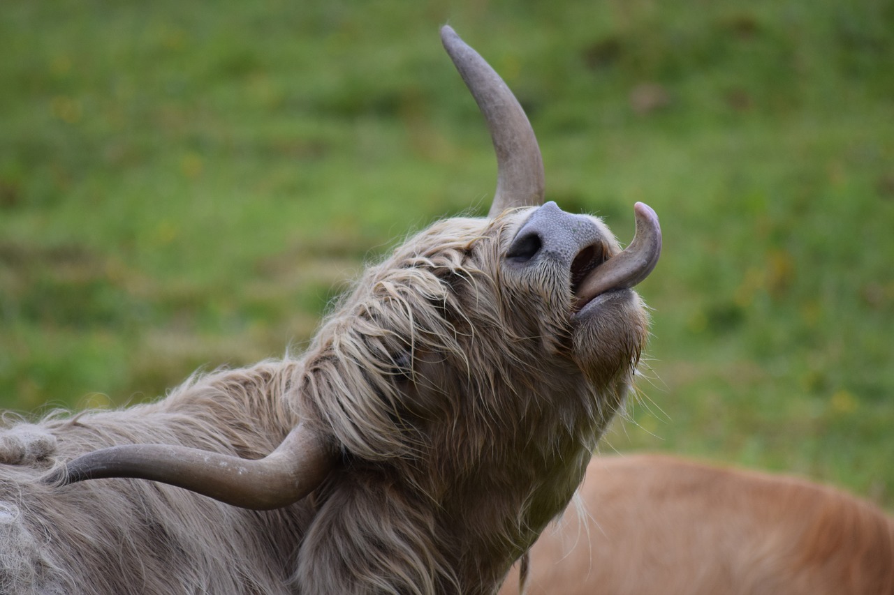 cow  cattle  livestock free photo