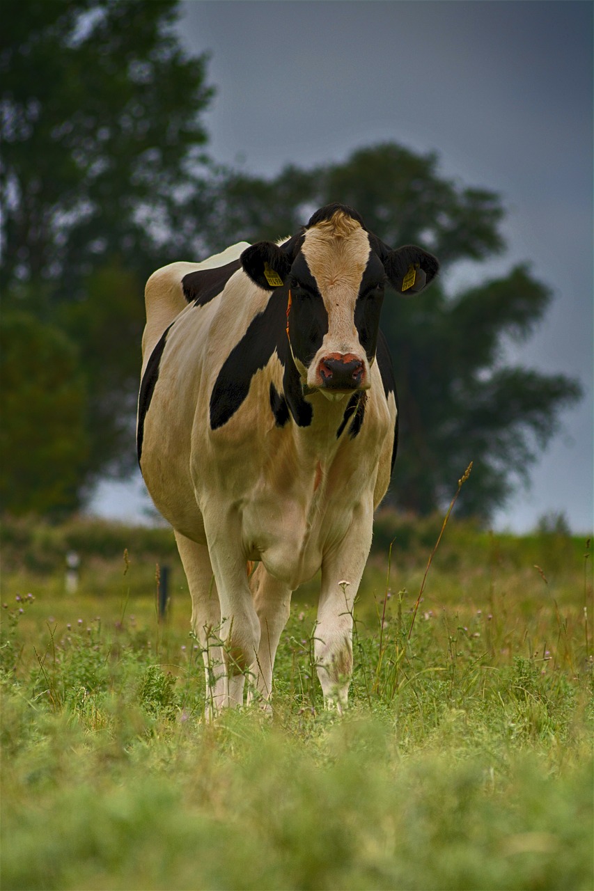 cow  pasture  cattle free photo