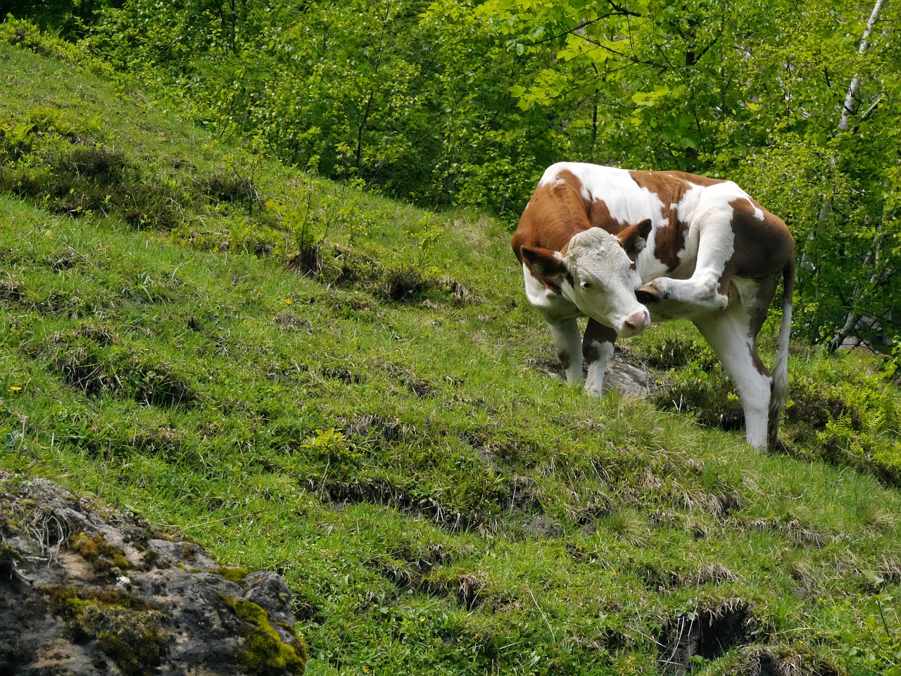 cow austria alm free photo
