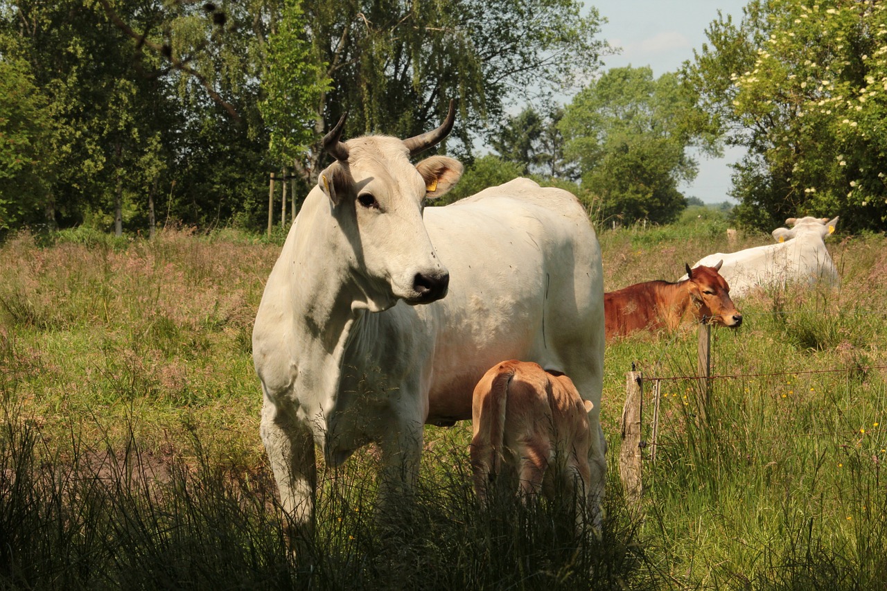 cow pasture landscape free photo