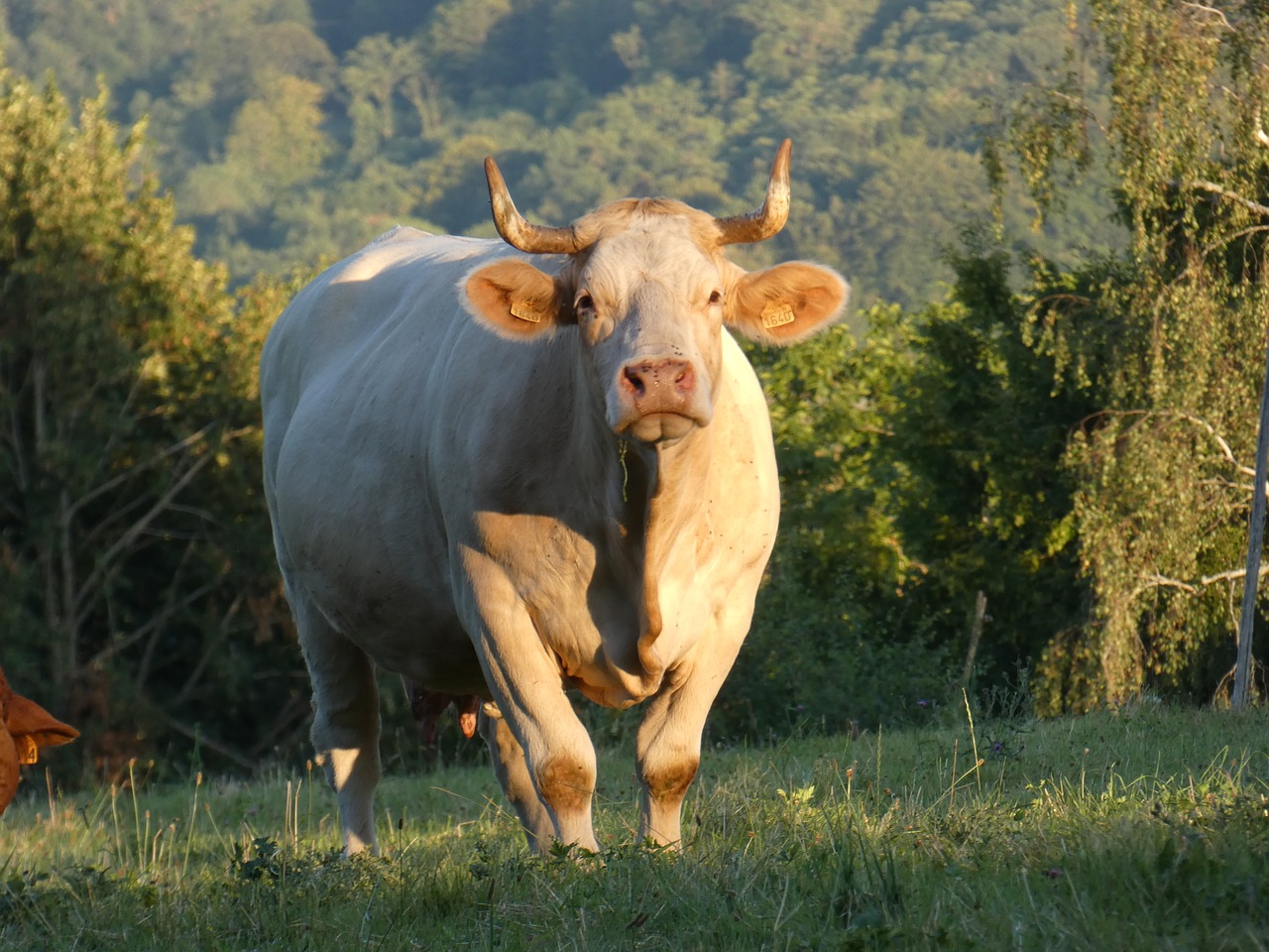 cow  meadow  cattle free photo