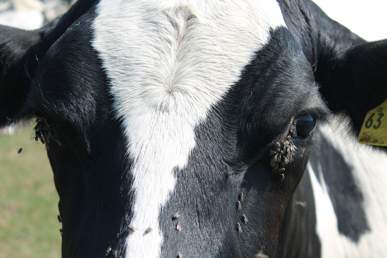 cow  fly  pasture free photo