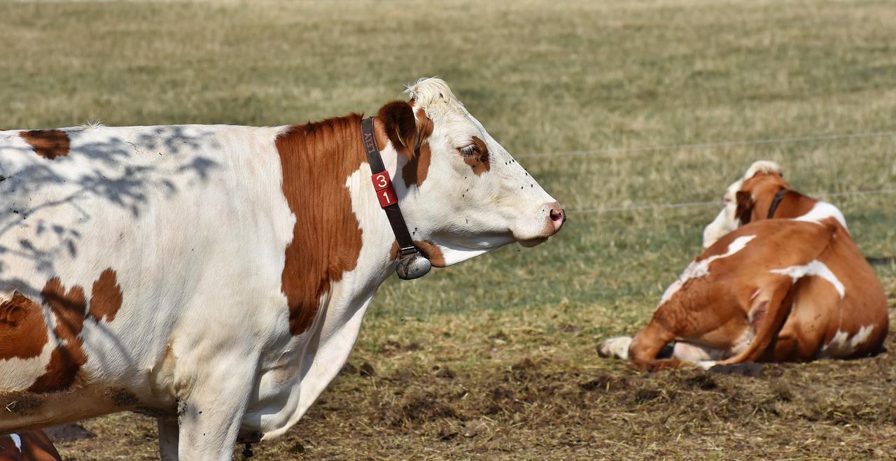 cow  beef  cattle free photo