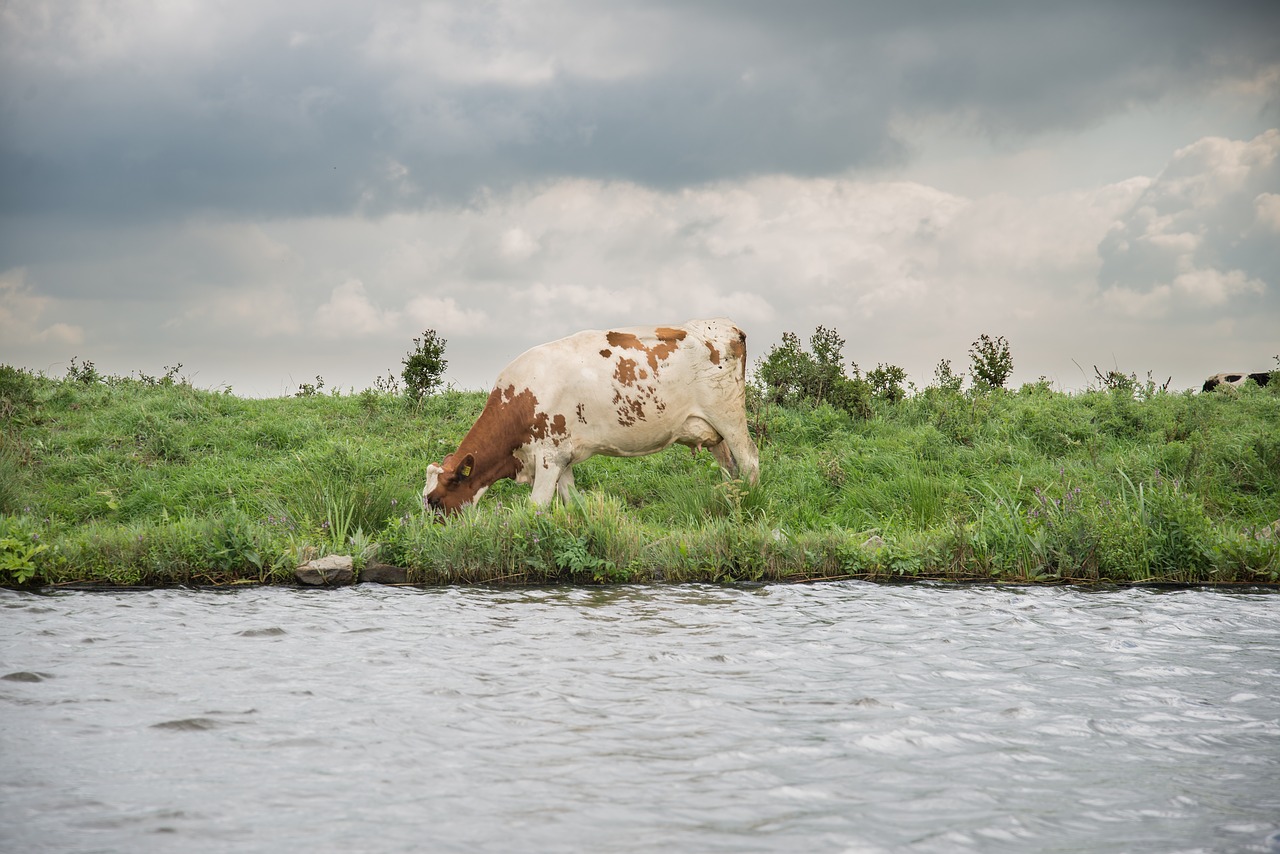 cow  river  meadows free photo