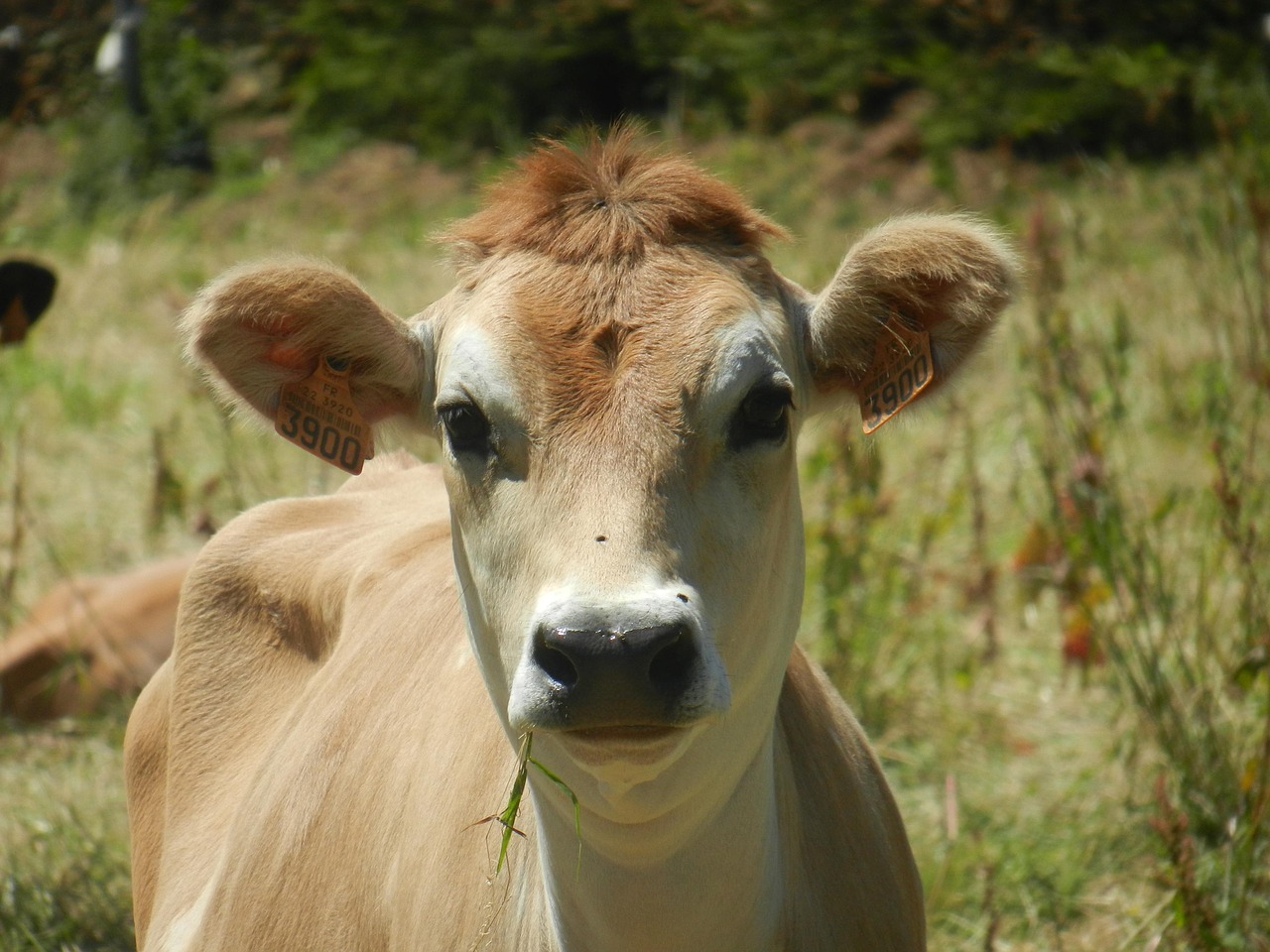 cow  jersiaise  pre free photo