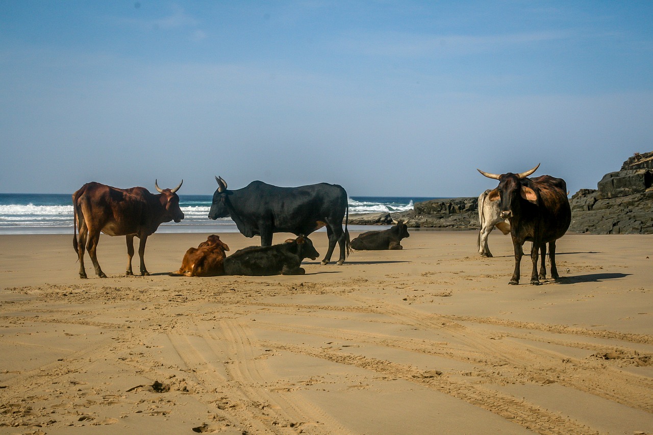 cow  cattle  livestock free photo