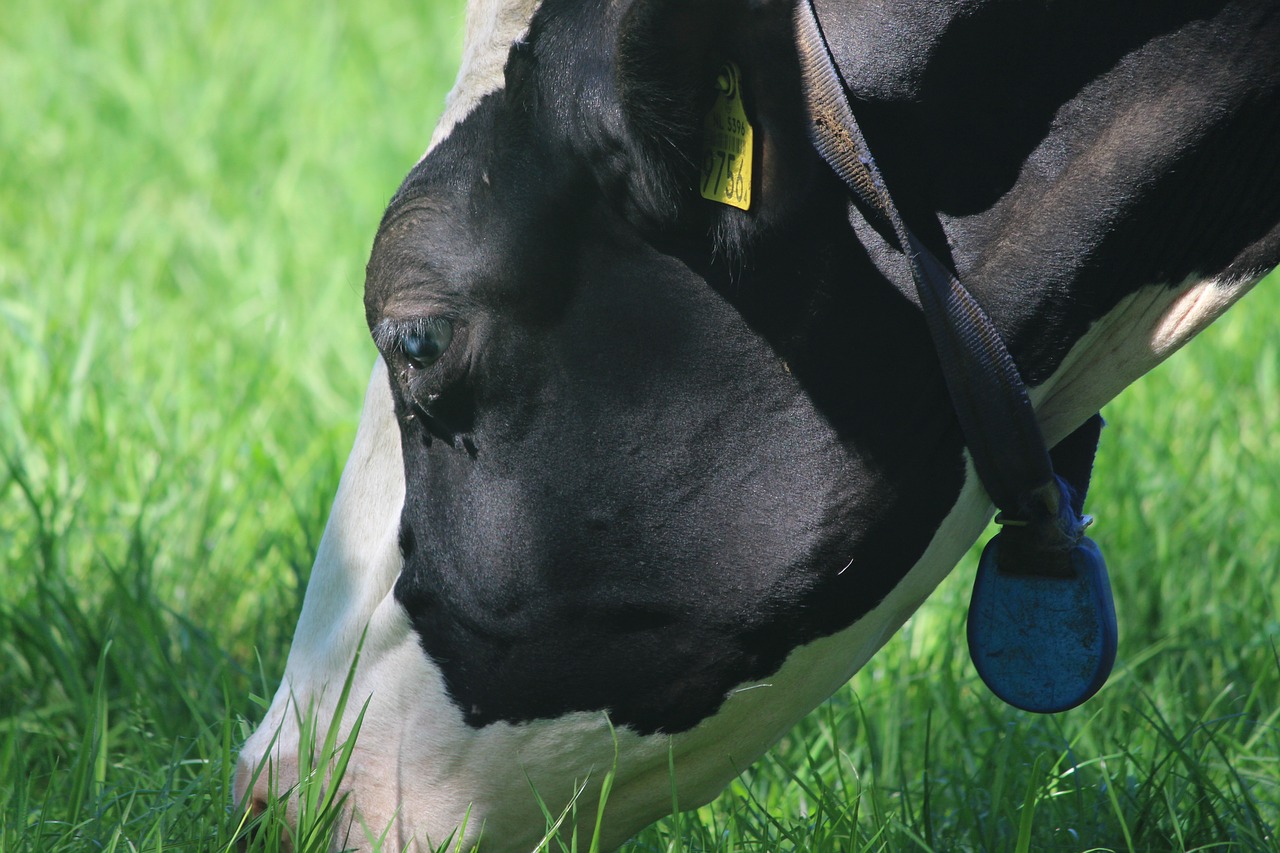 cow  frisia  agriculture free photo