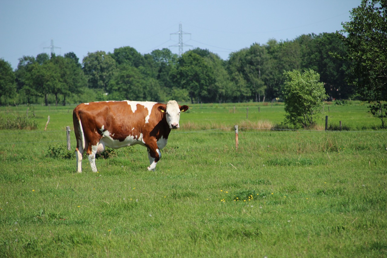 cow  pasture  meadow free photo