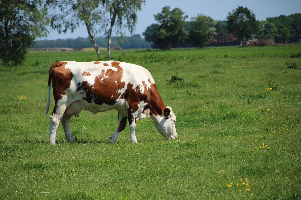 cow  meadow  cattle free photo