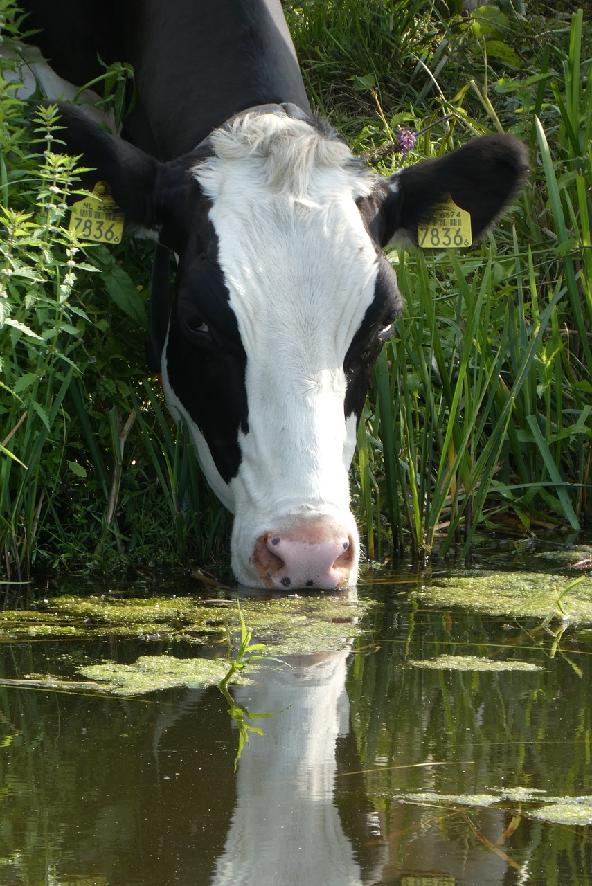 cow  drinking  ditch free photo