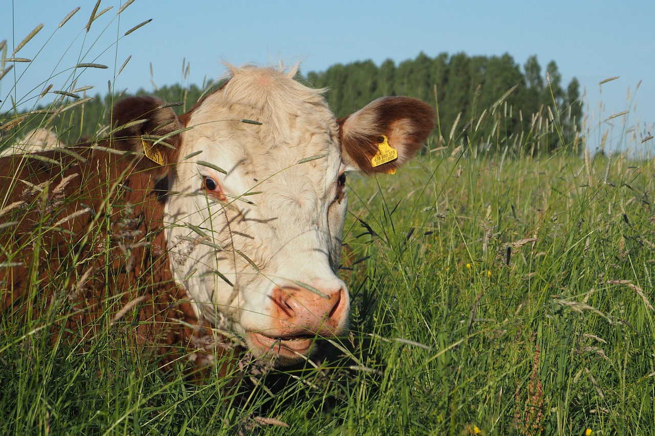 cow  meadow  grass free photo