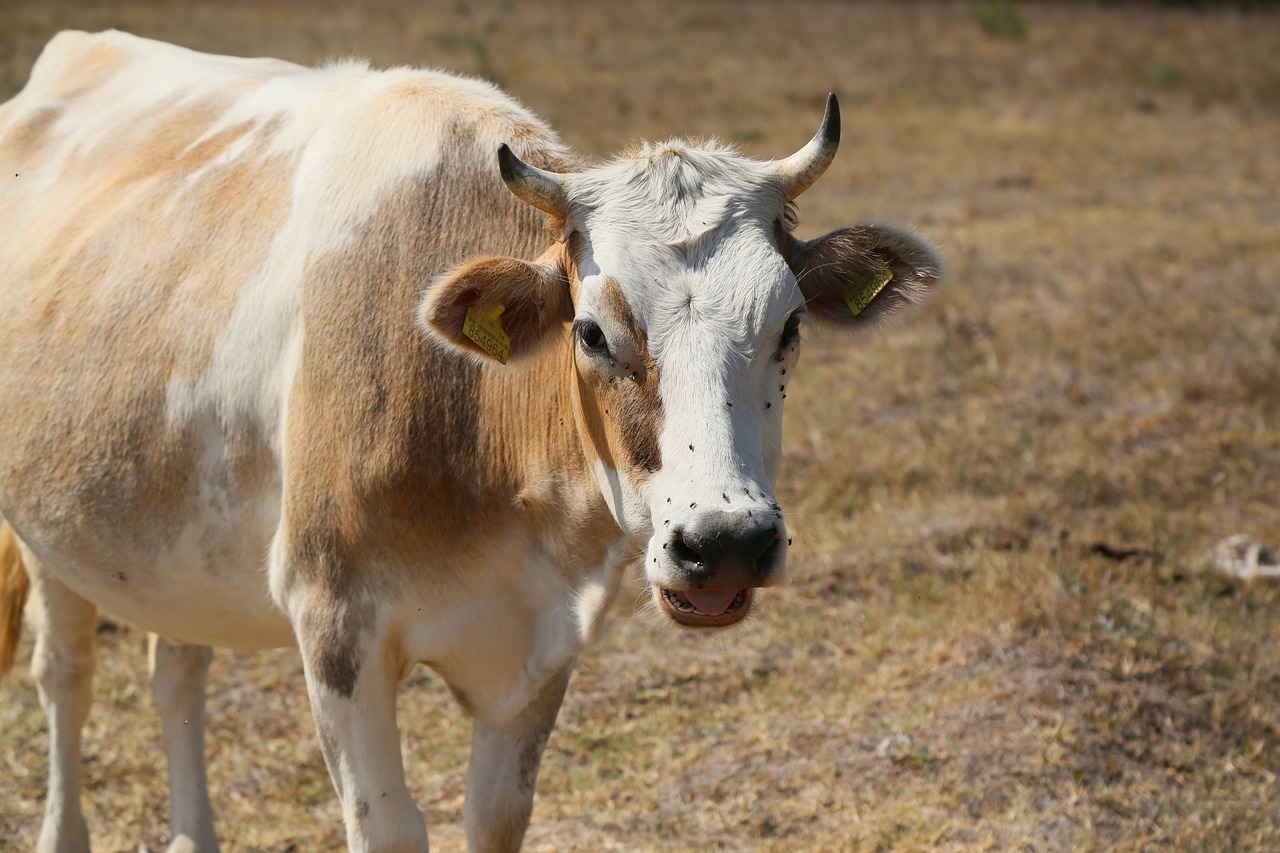 cow  animal  cattle free photo