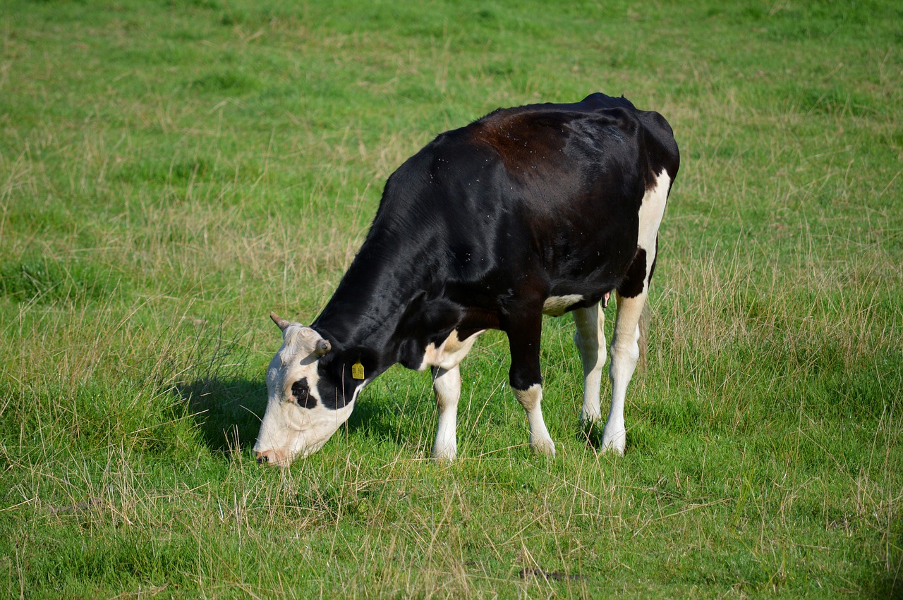 cow  pasture  cattle free photo