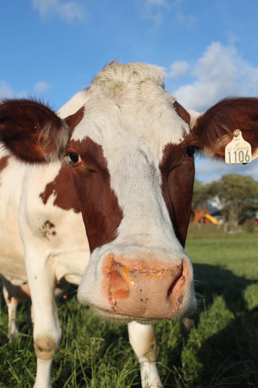 cow  jæren  norway free photo