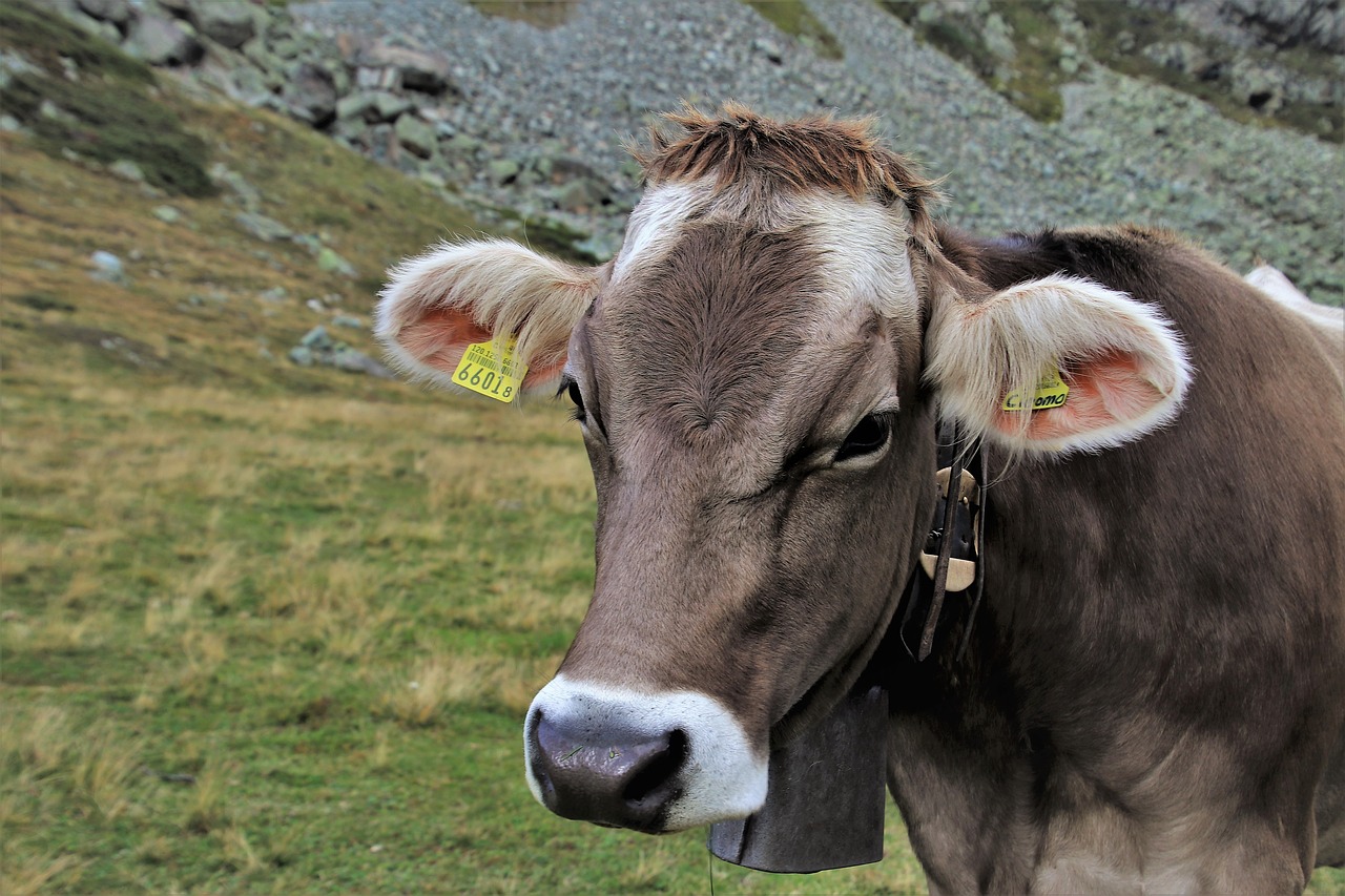 cow  grazing  eco free photo