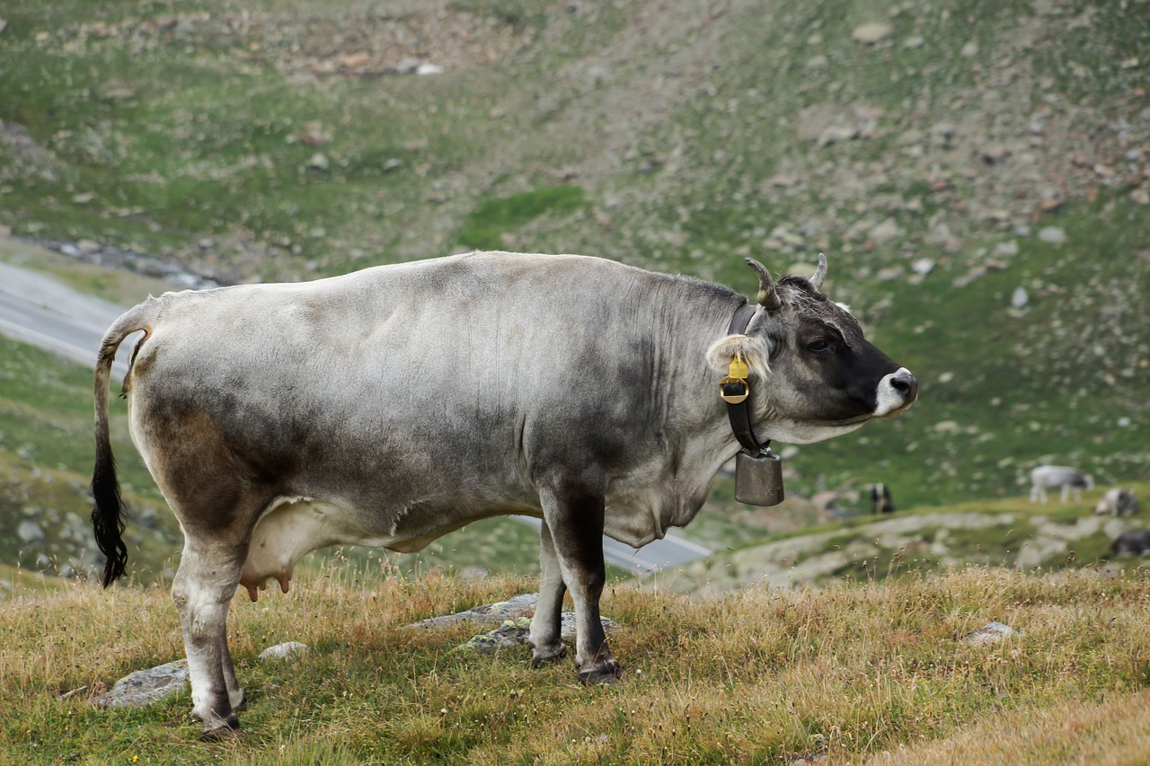 cow alm landscape free photo