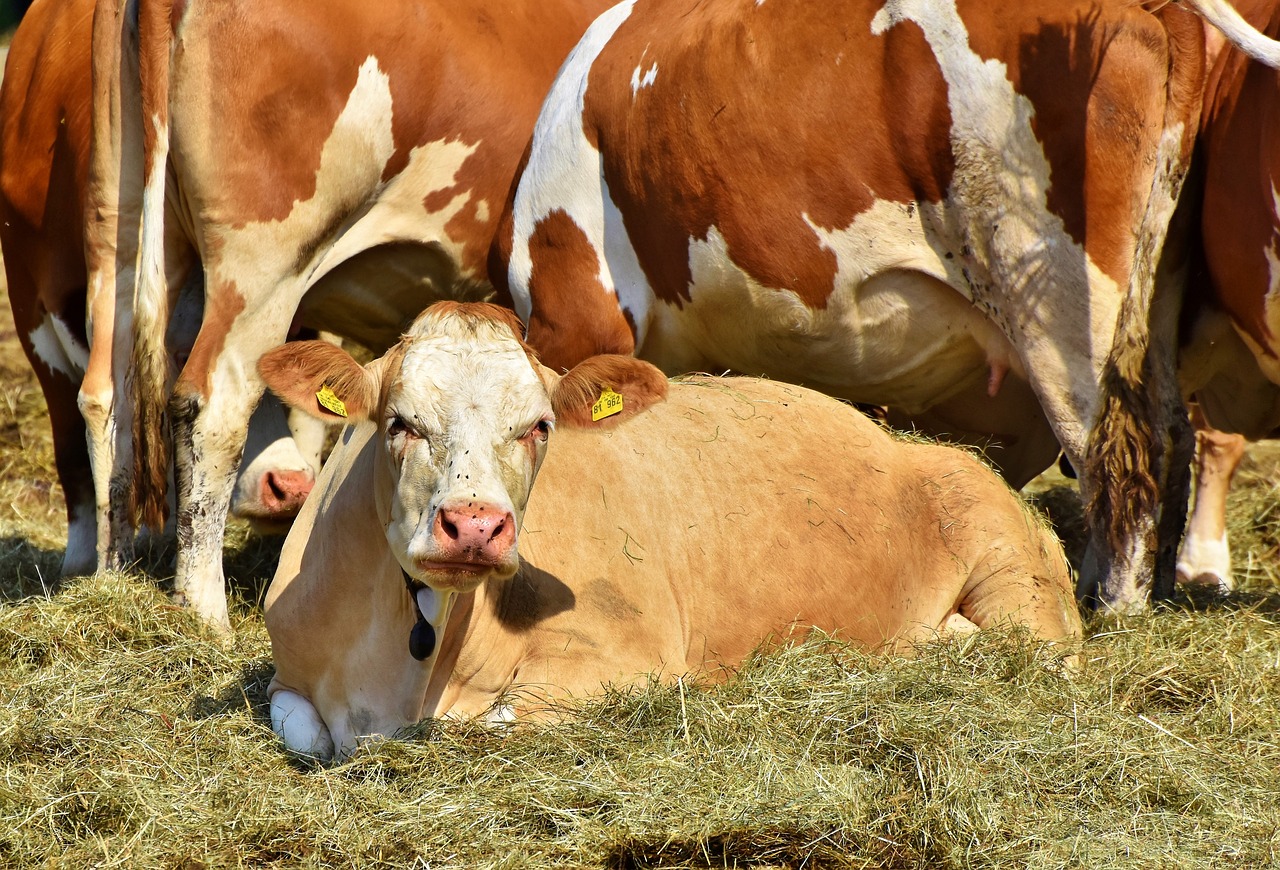 cow  beef  calf free photo