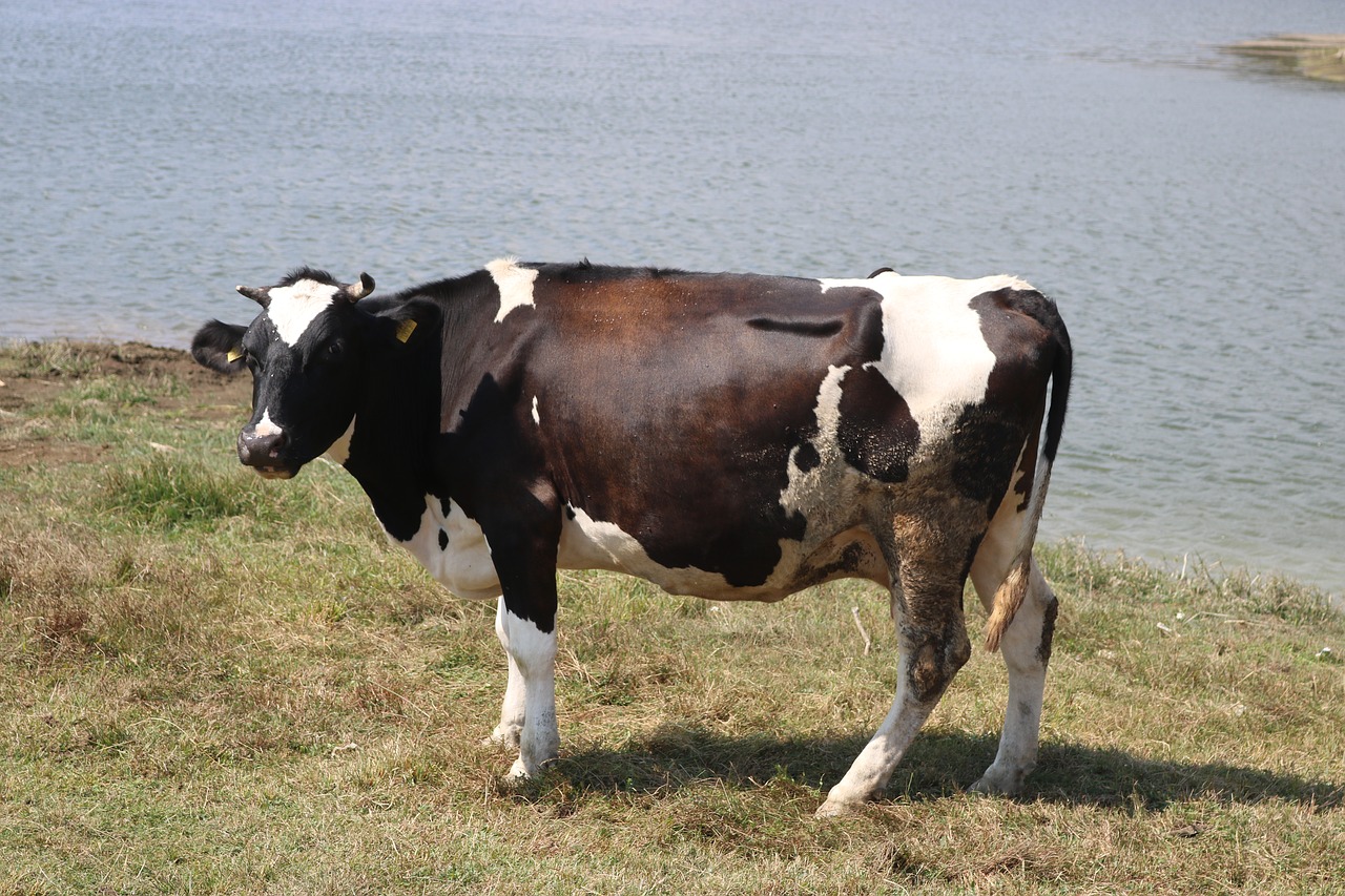 cow  highland  lake free photo