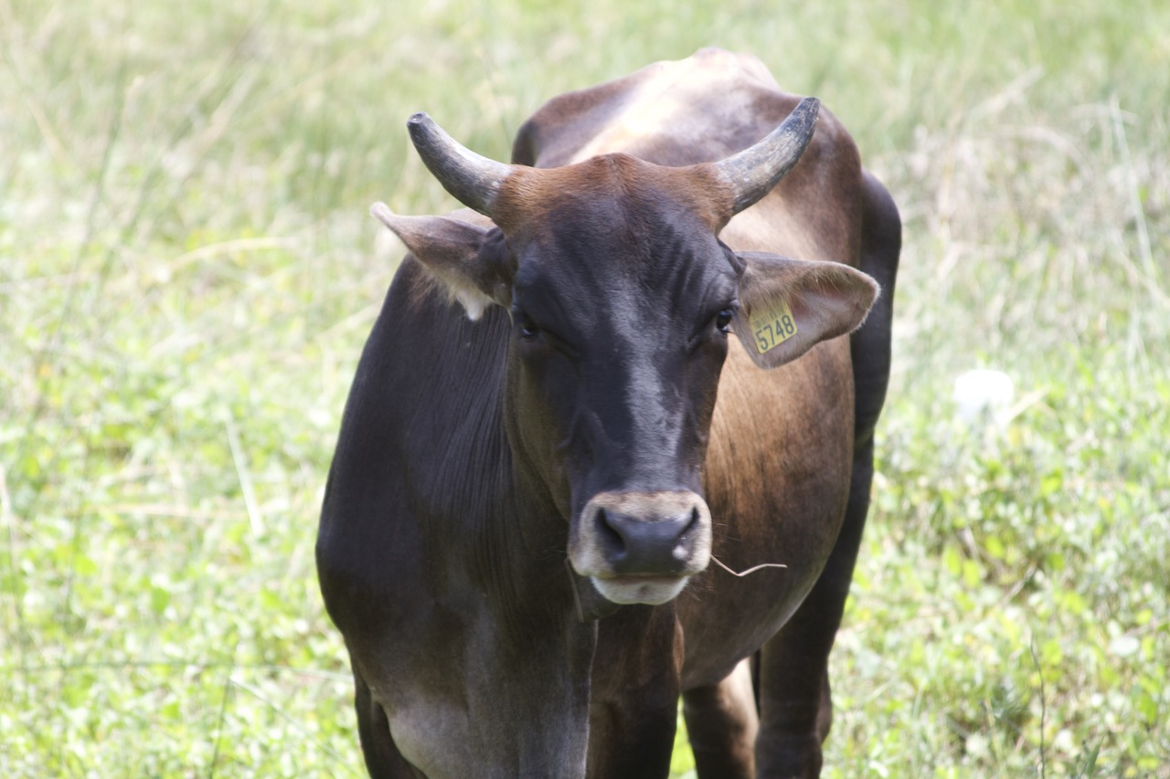 cow  animal  animals free photo