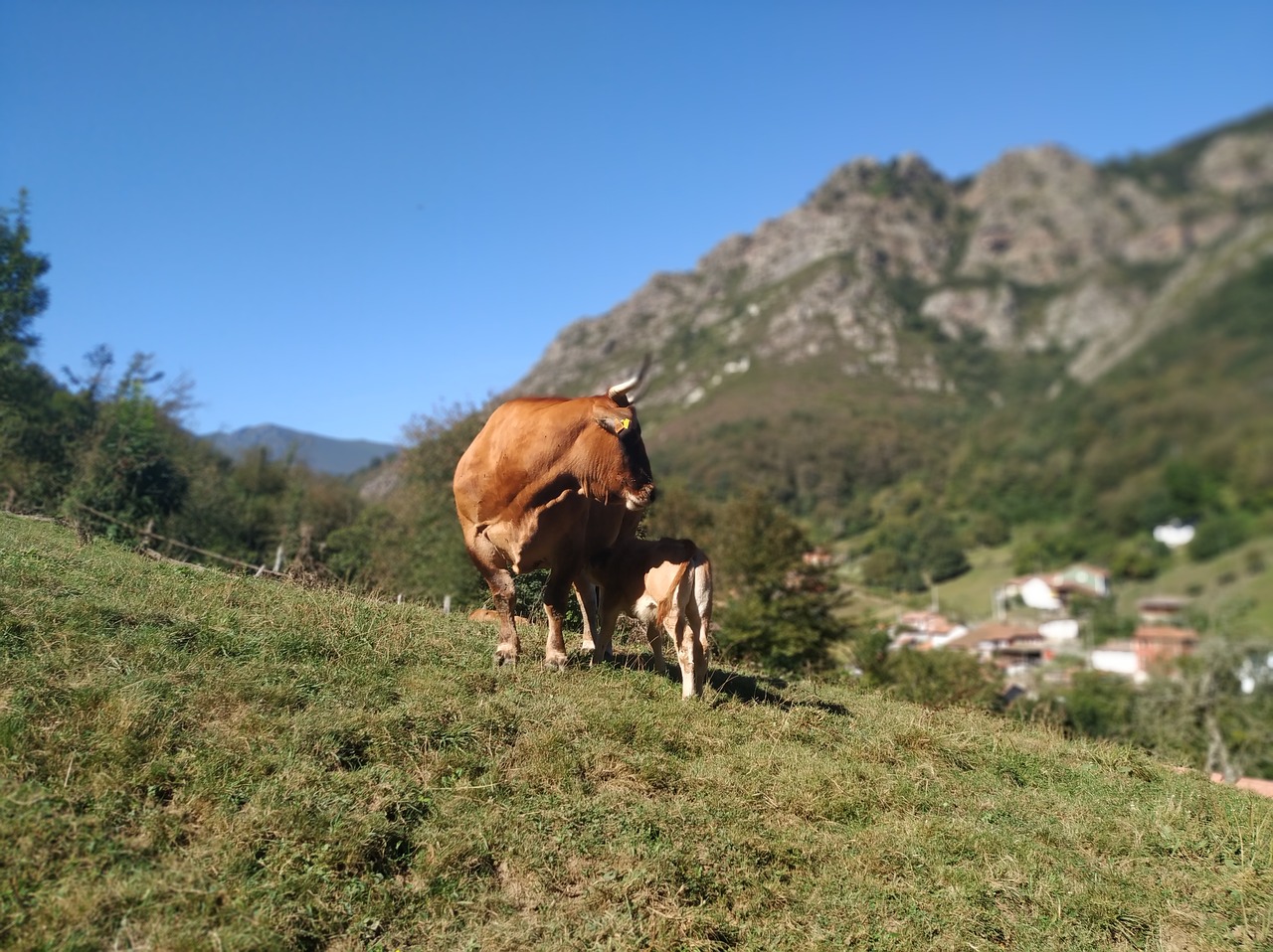 cow  veal  asturias free photo