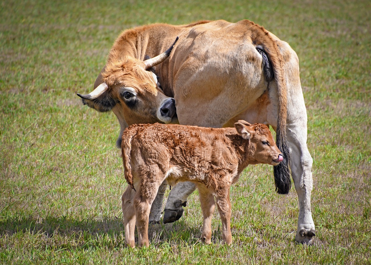 cow  calf  aubrac free photo