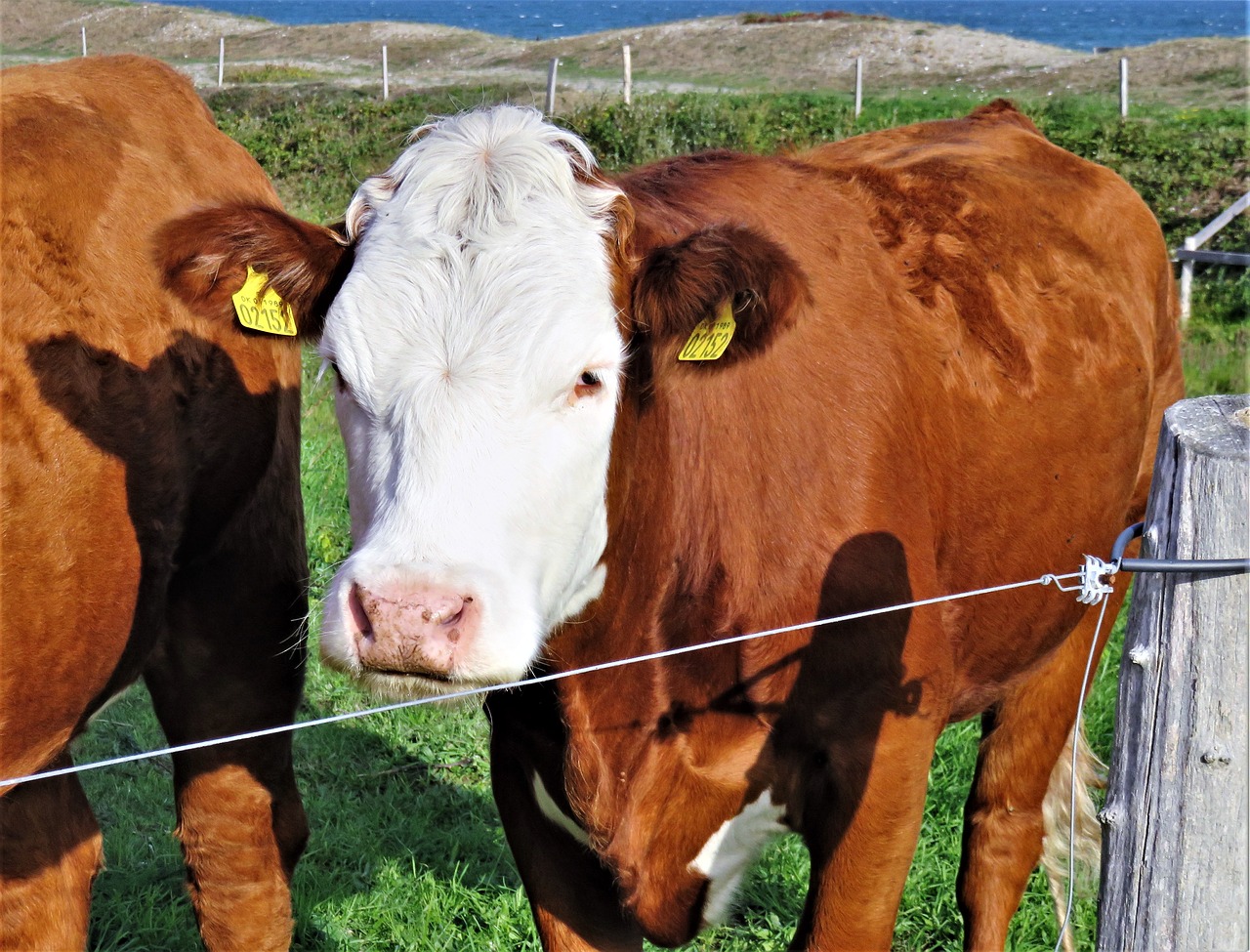 Download free photo of Cow, calf, beef, cattle, ruminant - from needpix.com