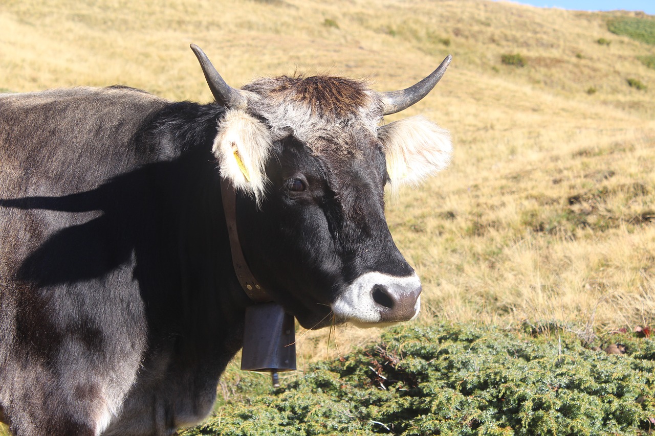 cow grey brown free photo